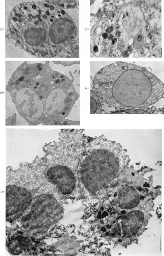 PLATE 1