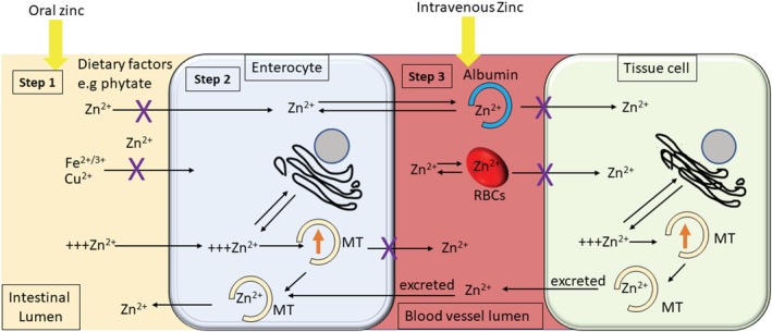 FIGURE 1