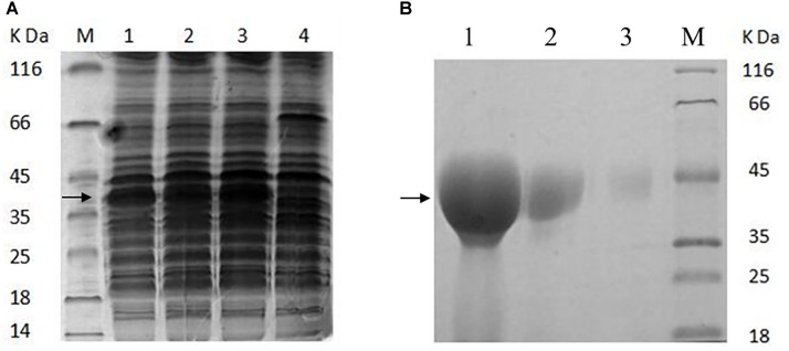 FIGURE 3