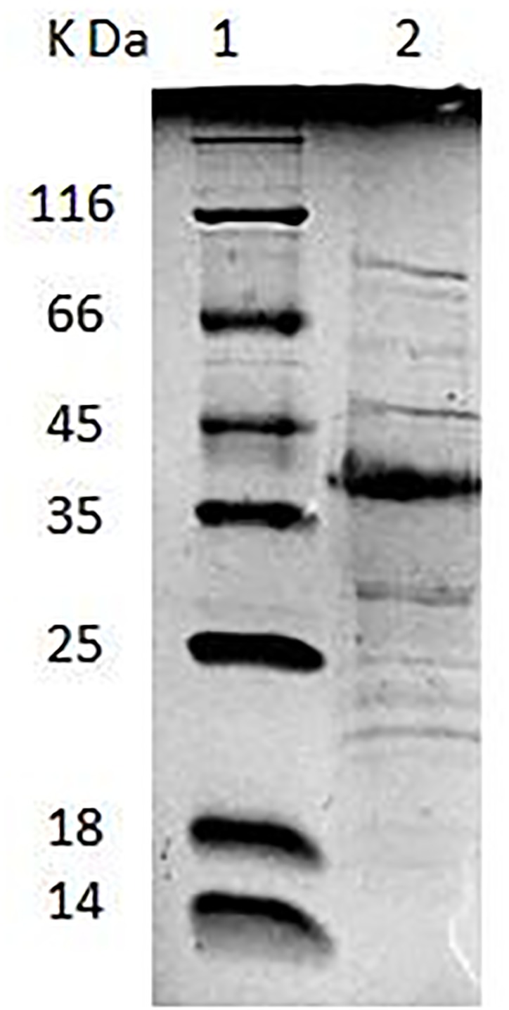 FIGURE 2