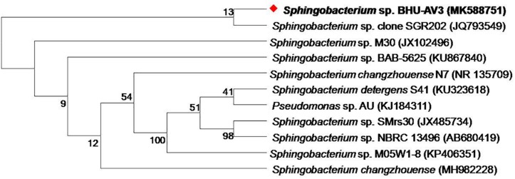 FIGURE 1