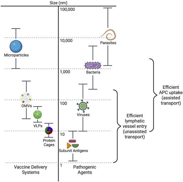 FIGURE 3