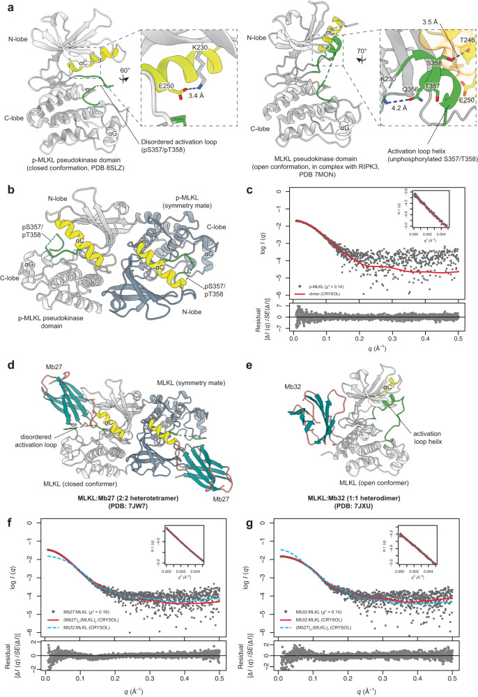 Phosphorylation-dependent pseudokinase domain dimerization drives full ...