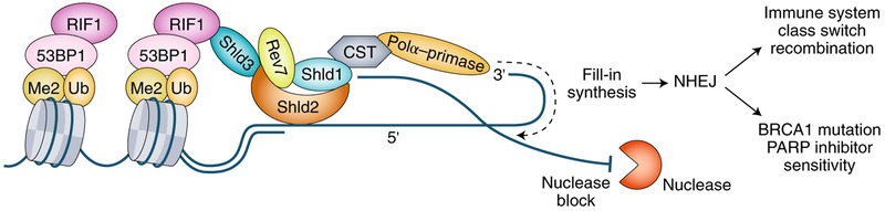 Fig. 1 |