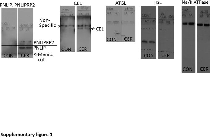 Supplemental Figure S1