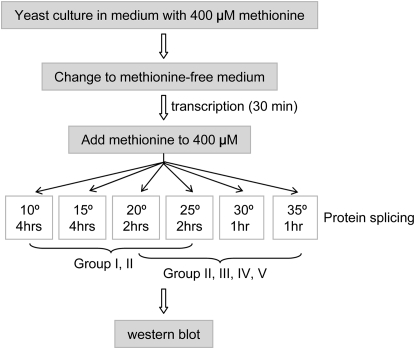 Figure 4.—