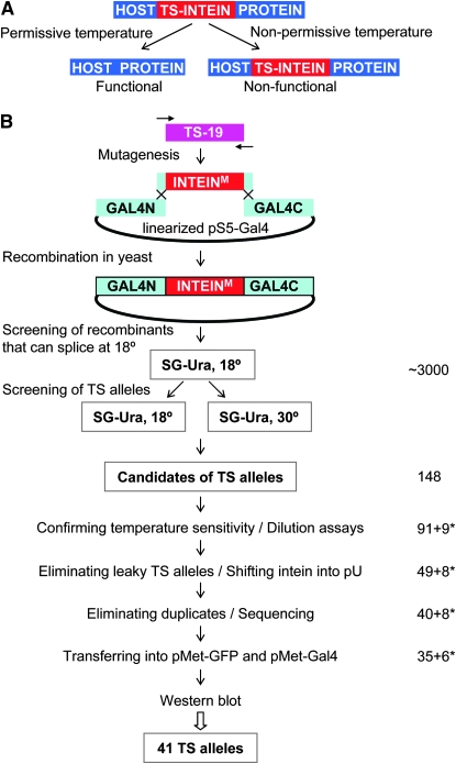 Figure 1.—