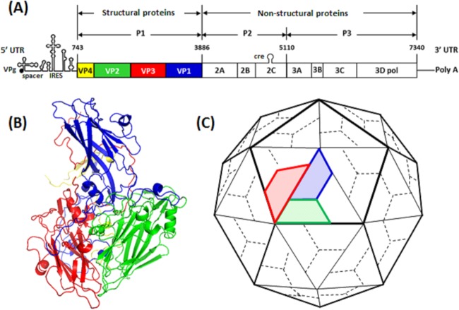 FIG 1