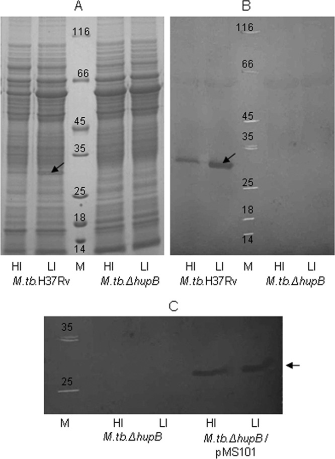 FIG 1