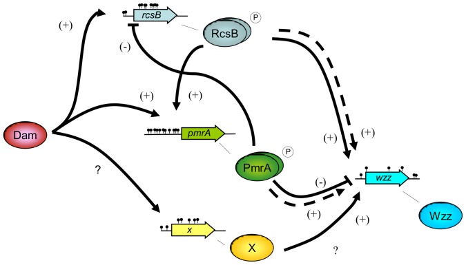 Figure 7