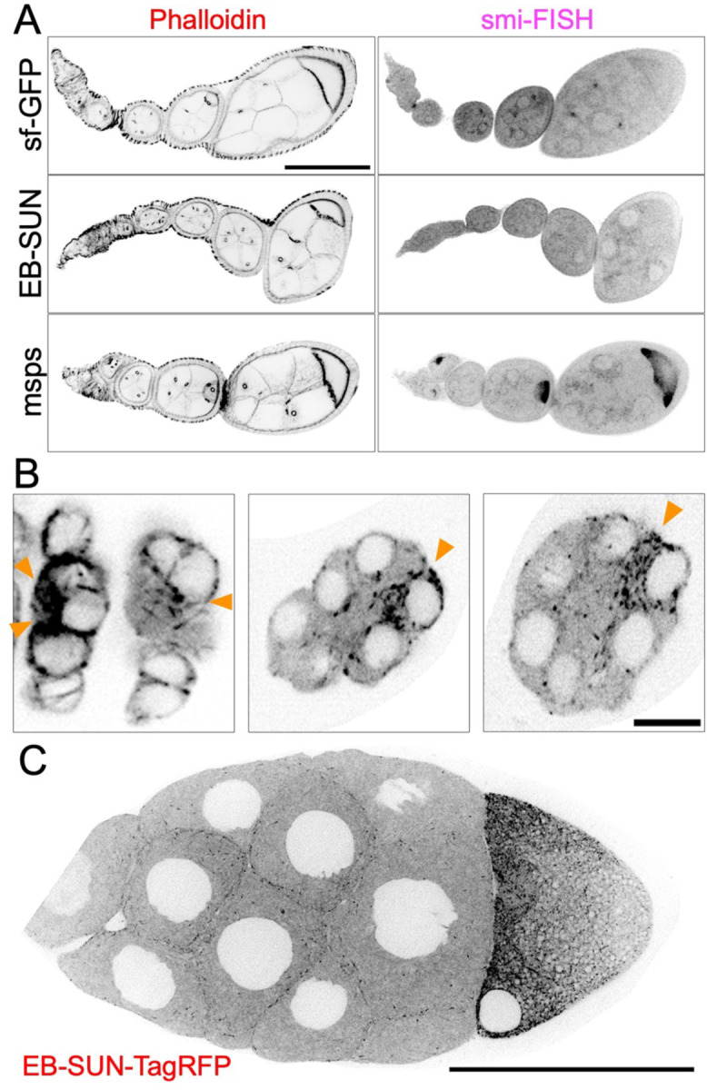 Figure 4.