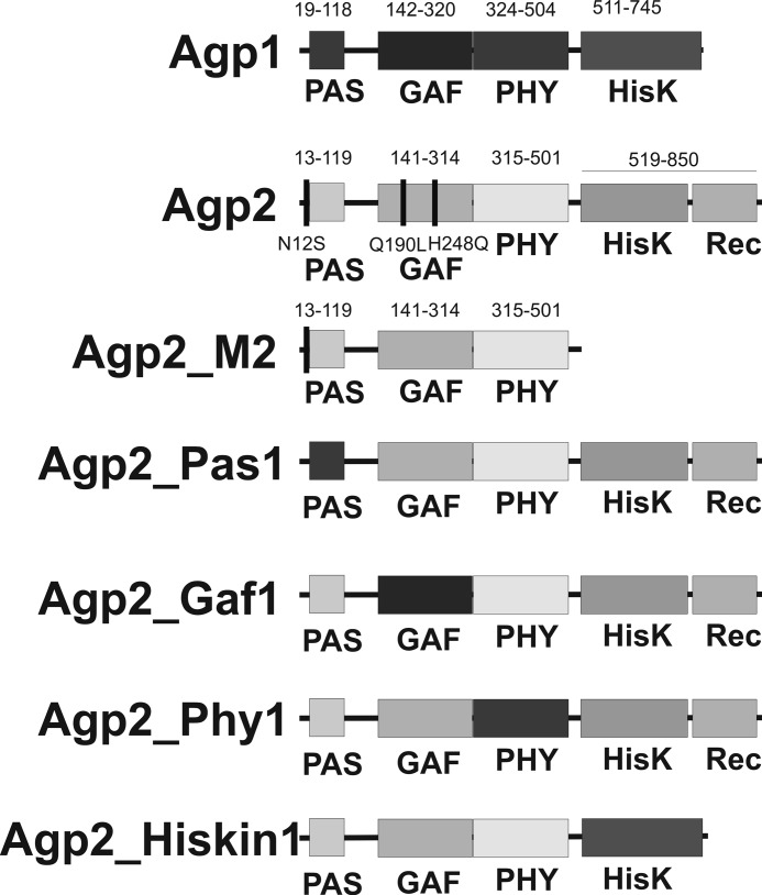 FIGURE 1.