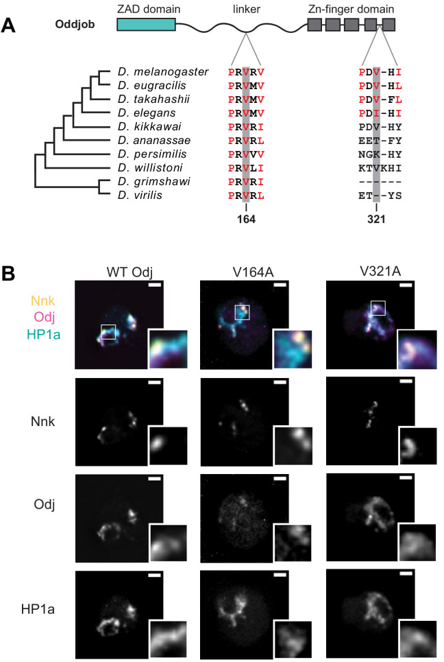 Figure 5—figure supplement 2.