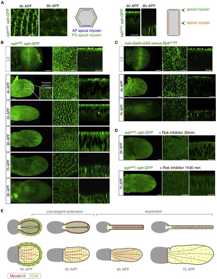 Figure 4