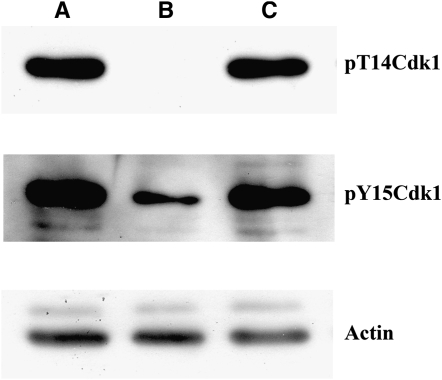 Figure 5.—