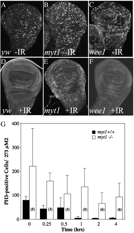 Figure 4.—