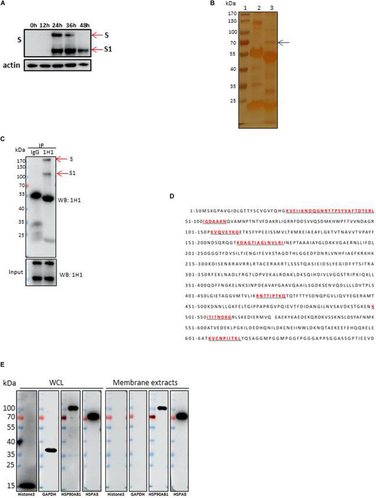 FIGURE 1