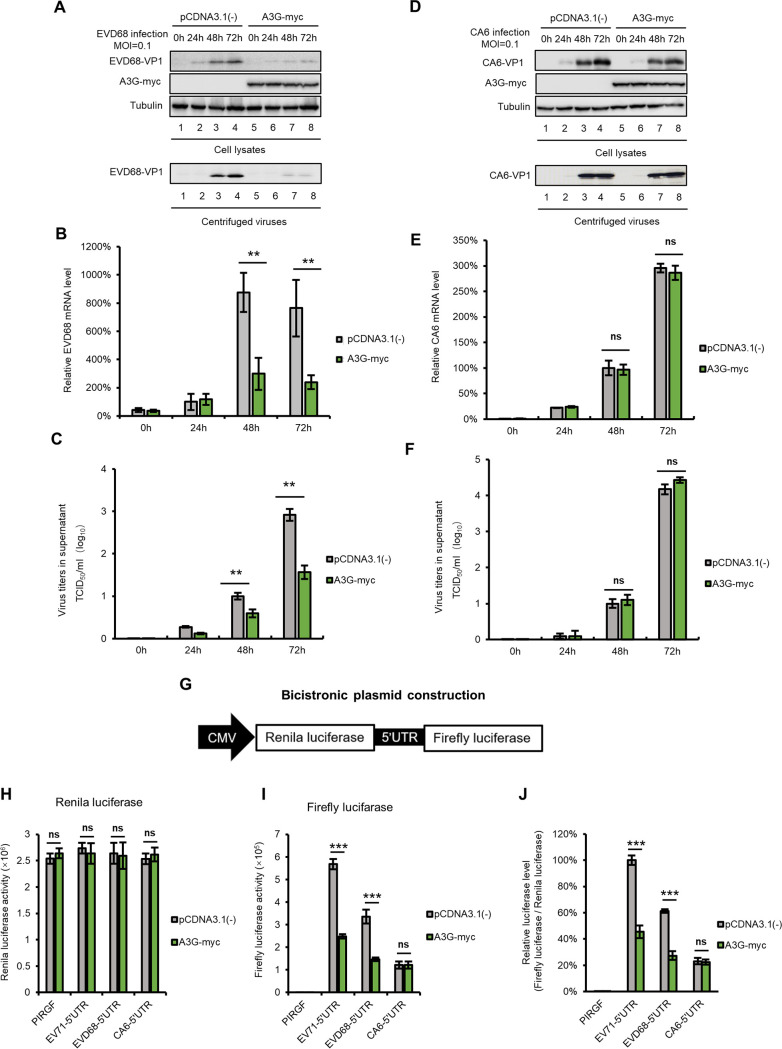 FIG 3