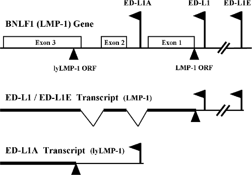 FIG. 1.