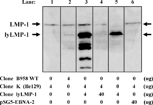 FIG. 5.