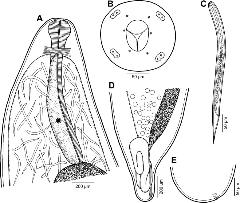 Figure 5.