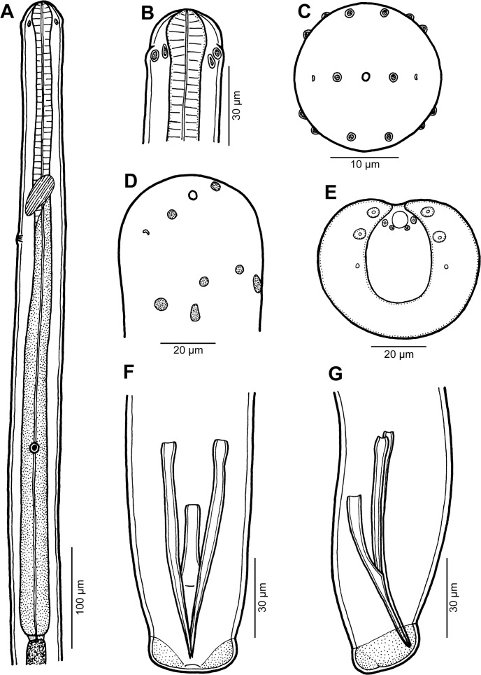 Figure 8.