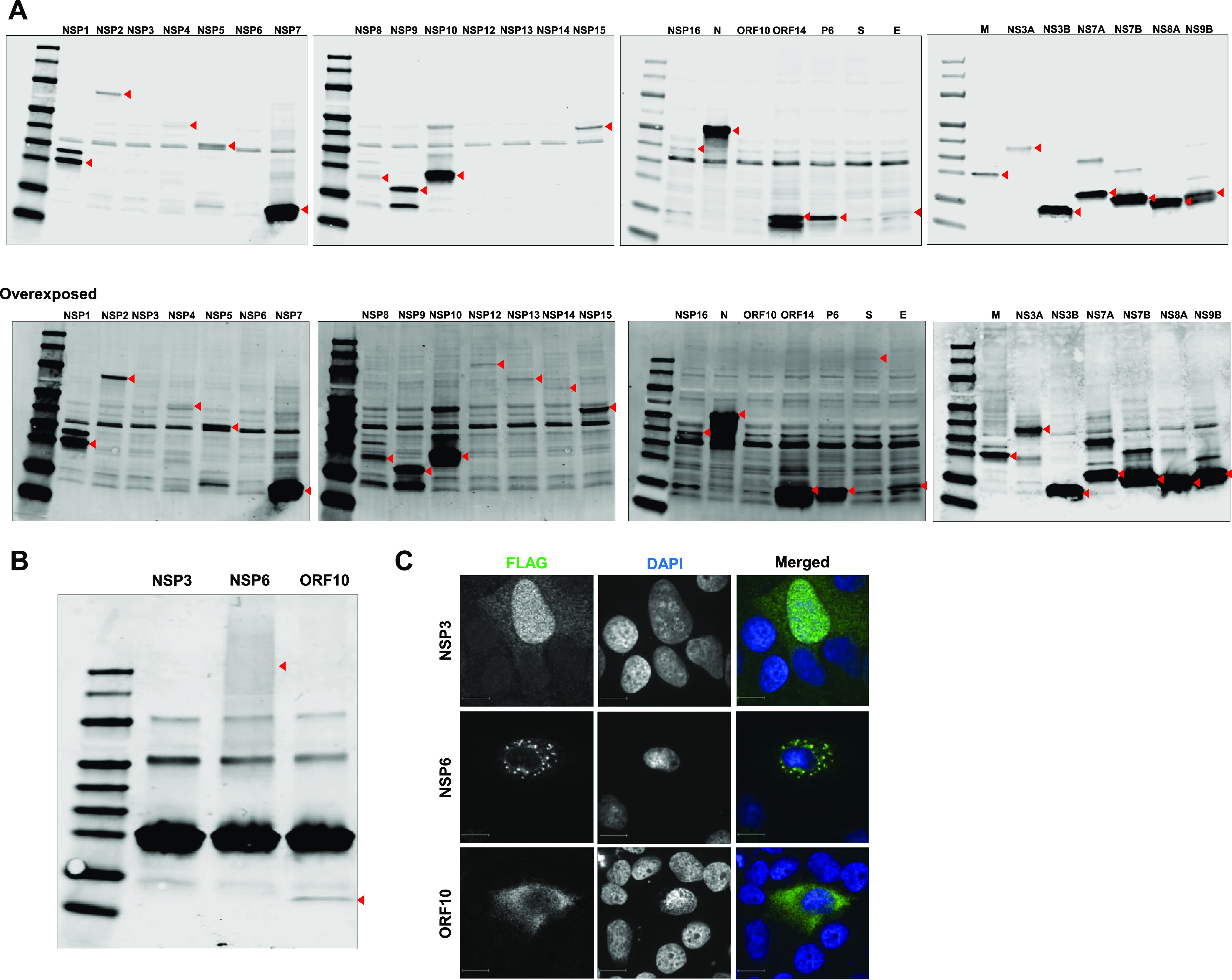 FIG 2