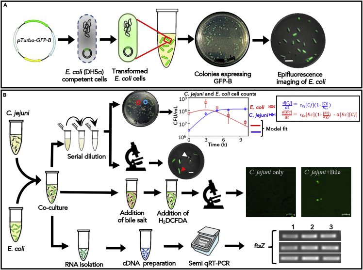 Figure 4