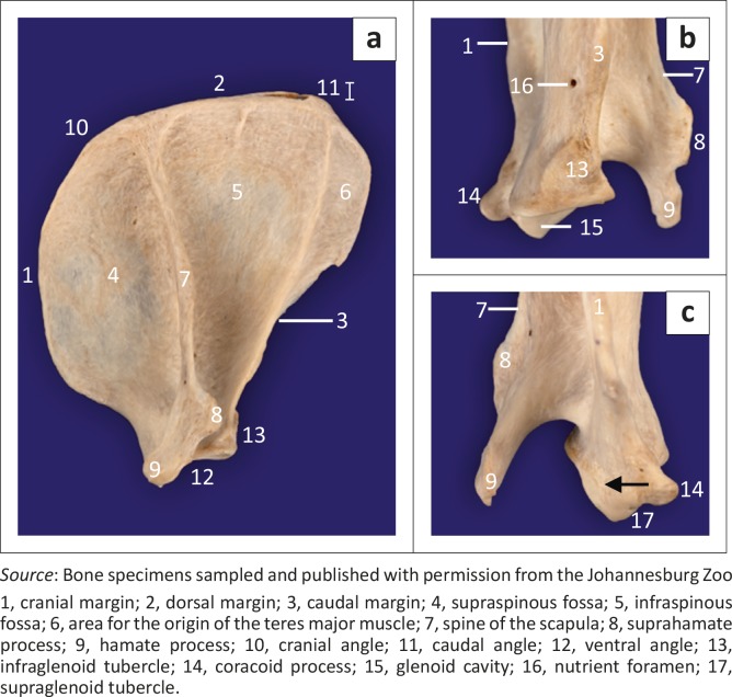 FIGURE 2