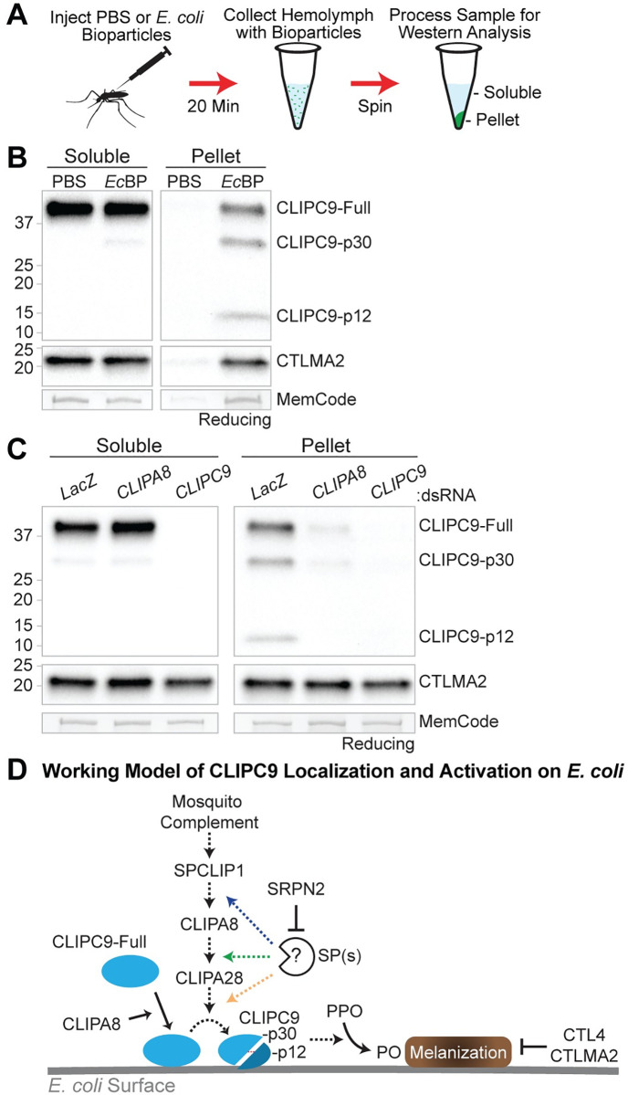 Fig 10