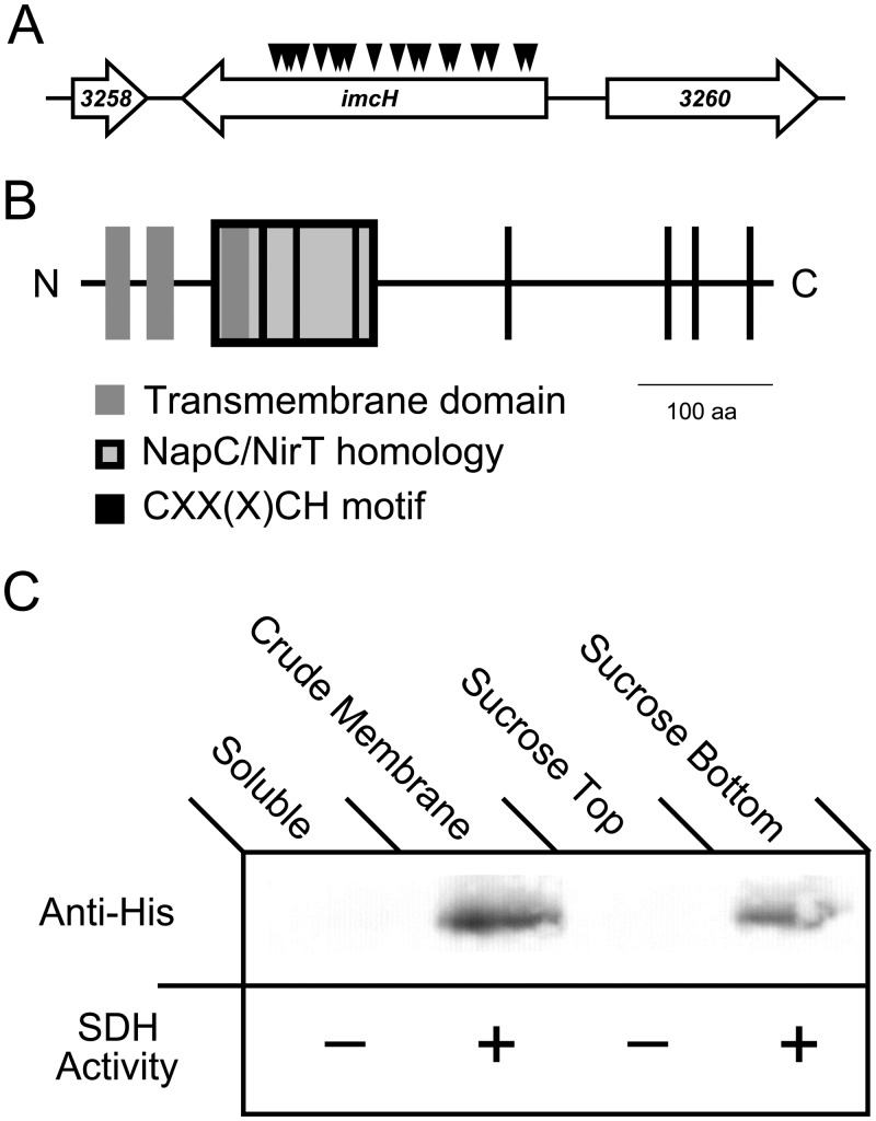 FIG 1 