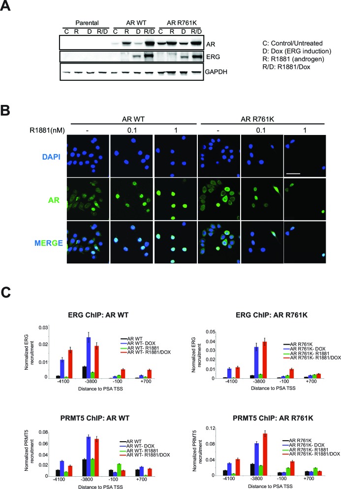 Figure 4—figure supplement 1.