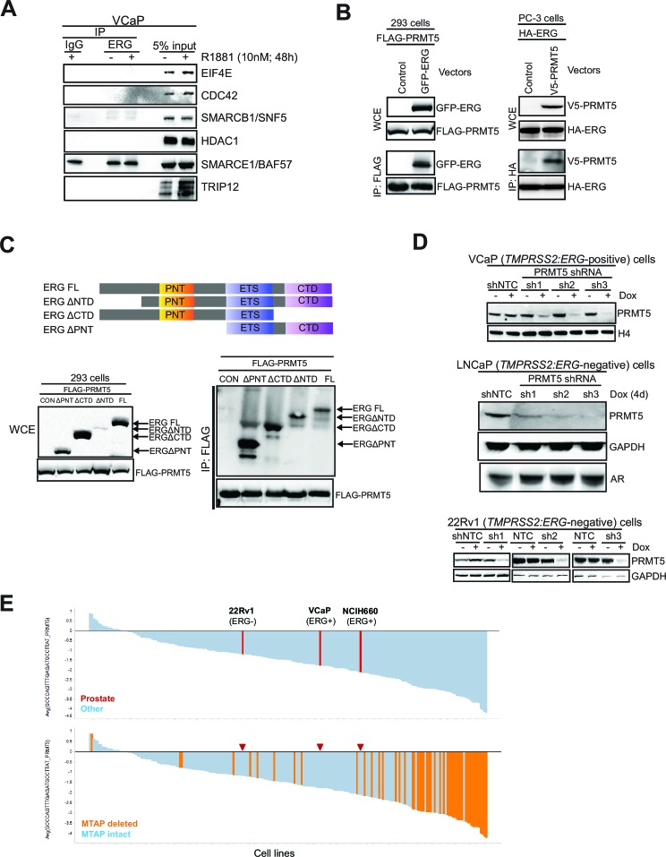 Figure 1—figure supplement 1.