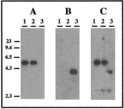 FIG. 5