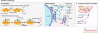 Box 1 with illustration| Selective autophagic machinery with indication of components presenting alternative splice isoforms