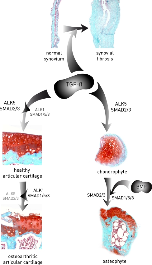 Fig. 1