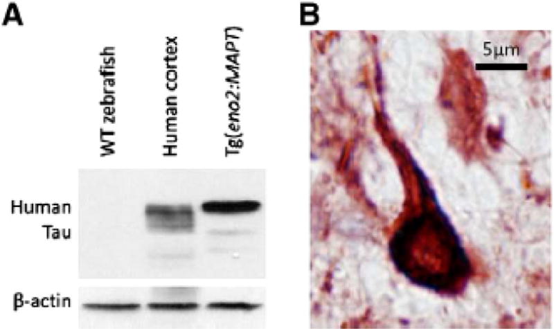 Fig. 5