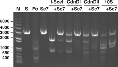 Figure 5.