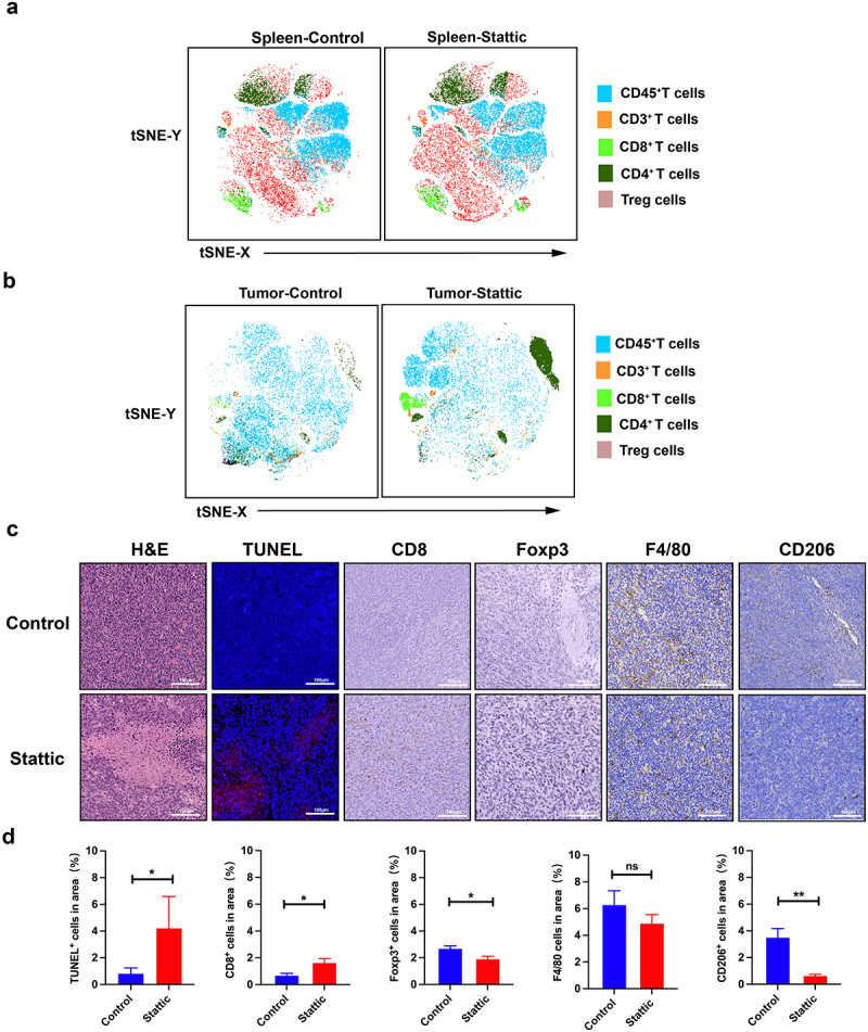 In the mouse model, Treg cells and M2 macrophages decreased if mouses were treated with STAT3 inhibitor.