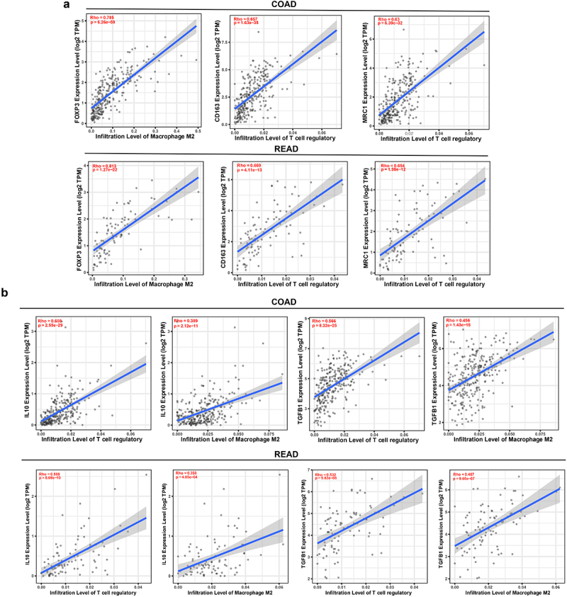 Data from COAD and READ showed that the expression of M2 macrophage increases with the increasement of Treg cells. In Treg cells and M2 macrophage cells, PD-1 gene expression increases with the increasement of Tim-3.