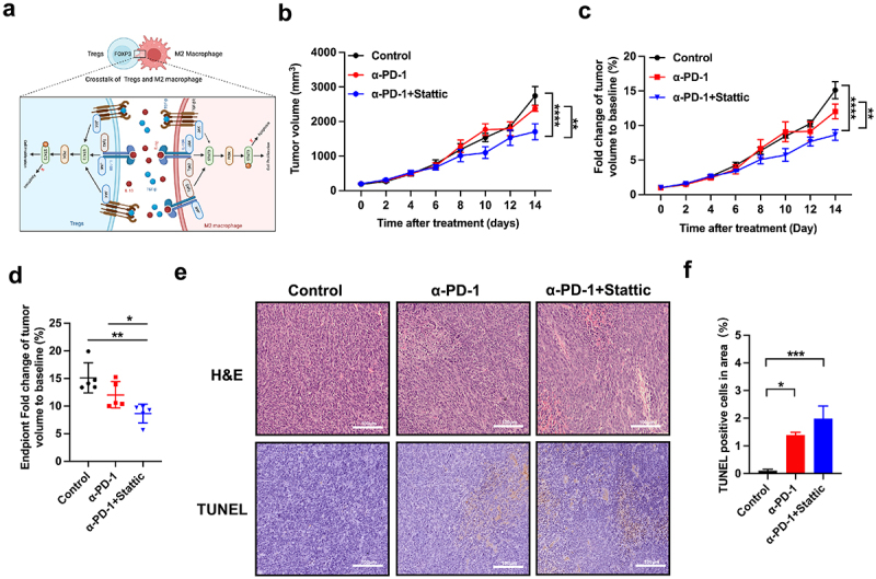 When mouses were treated with PD-1 mAb and STAT3 inhibitor, tumor volume and weight decreased mostly compared to PD-1 mAb only and control group.