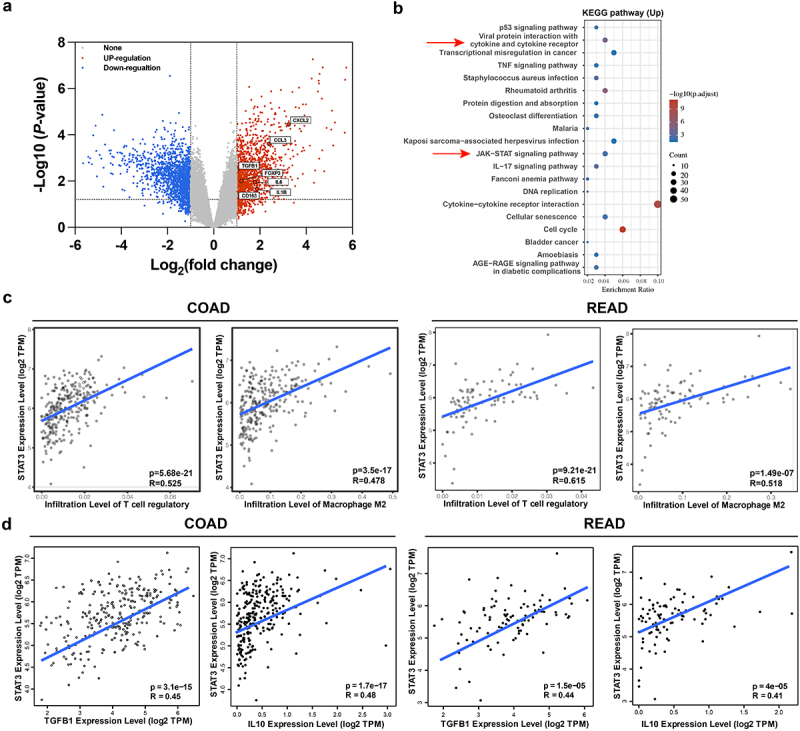 In the volcano plot, STAT3 is one of those red dots which showed increased with Treg or M2 macrophage increasement. And JAK-STAT signaling pathway is a blue dot which showed playing import role in signaling pathway. With the increasement of Tregs and M2 macrophages, the cytokines of IL-10 and TGF-β and STAT3 increased.