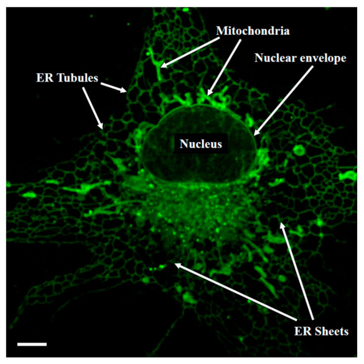 Figure 9