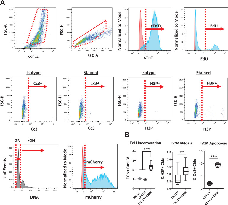 Figure 1—figure supplement 2.