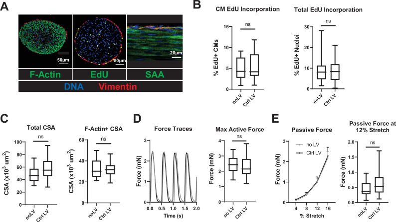 Figure 3—figure supplement 1.