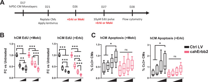 Figure 5—figure supplement 1.