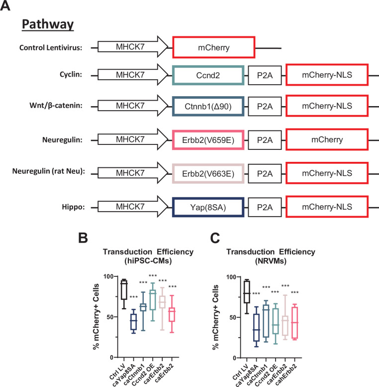 Figure 1—figure supplement 1.