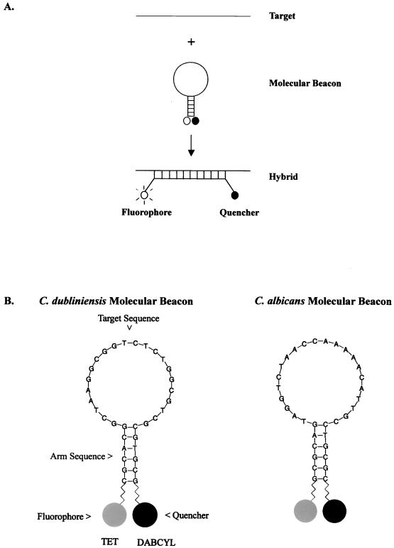 FIG. 1