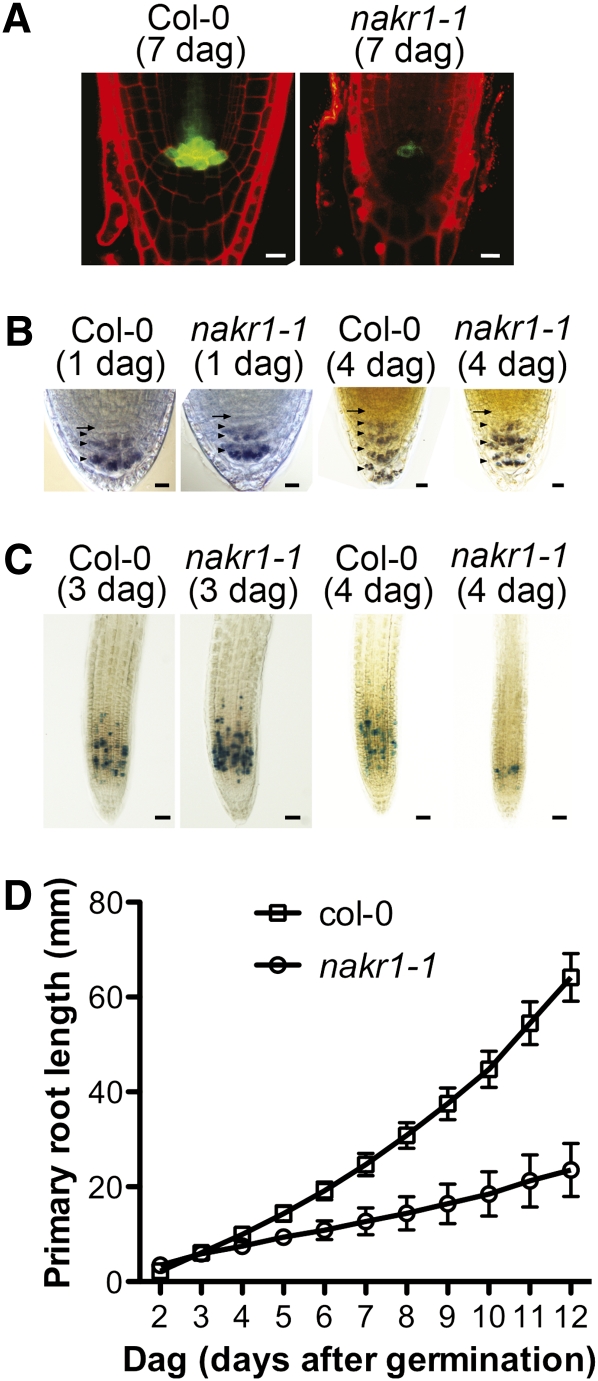 Figure 11.