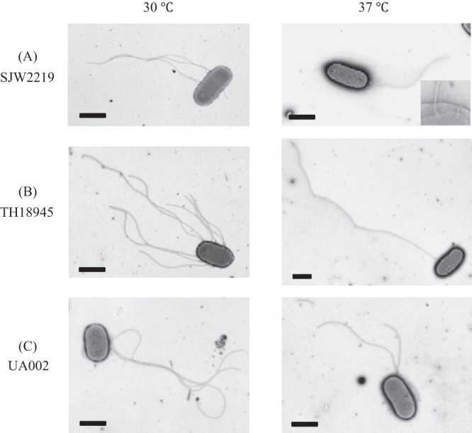 FIG 2